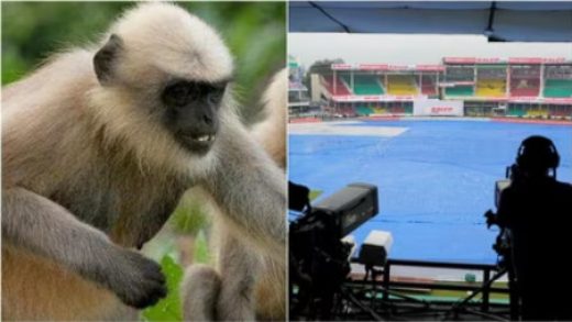 langurs-hired-to-save-fans,-broadcasting-crew-from-monkey-terror-in-kanpur-during-india-vs-bangladesh-2nd-test