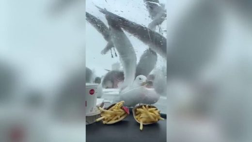 wildlife-lover-facing-charges-after-allegedly-assaulting-passersby-while-attempting-to-capture-a-baby-seagull